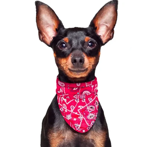 Aqua Coolkeeper Cooling Pet Bandana Kühlendes Bandana Red Western